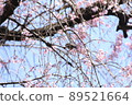 櫻桃樹 89521664
