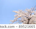 櫻桃樹 89521665
