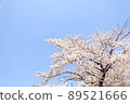櫻桃樹 89521666