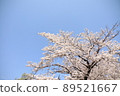 櫻桃樹 89521667