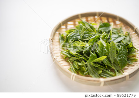 New tea of Yabukita tea, which is synonymous with Japanese tea 89521779