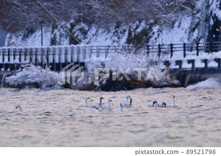 Swan in Lake Inawashiro 89521798