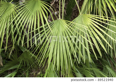 Big green palm leaves closeup, tropical plants background Big green palm leaves closeup, tropical plants background 89521940