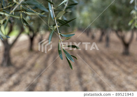 Olive branch over the olive garden background 89521943