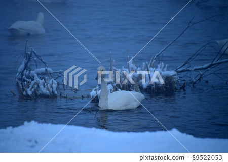 Swan in Lake Inawashiro Swan in Lake Inawashiro 89522053