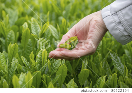 Tea picking of Yabukita tea 89522194