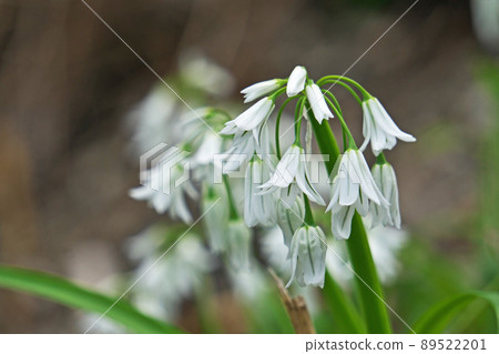 White and green allium triketram flowers (spring, april) 89522201