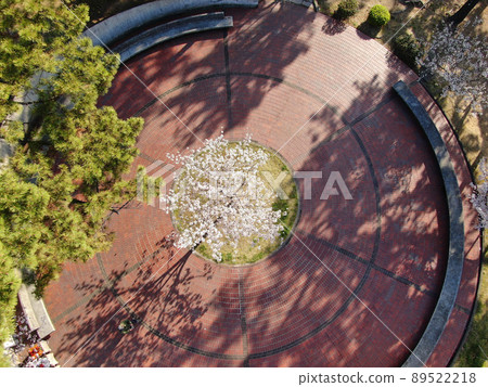 Aerial view of cherry blossom trees in Sumaura Park in Kobe Aerial view of cherry blossom trees in Sumaura Park in Kobe 89522218