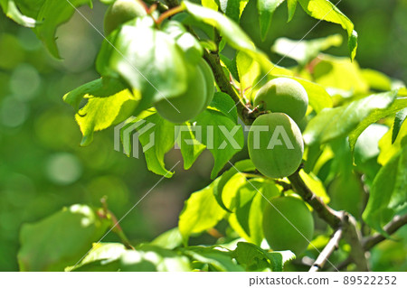 種植李子果實(春季,五月) 種植李子果實(春季,五月) 89522252