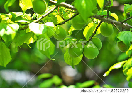 種植李子果實（春季，五月） 89522253