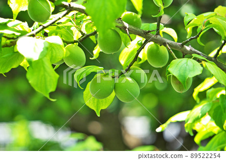 種植李子果實(春季,五月) 種植李子果實(春季,五月) 89522254