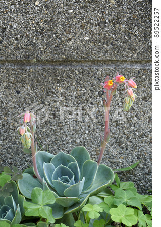 像鈴鐺一樣綻放的橙色石蓮花 像鈴鐺一樣綻放的橙色石蓮花 89522257