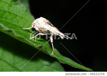 Ladybird lobster weevil 89522259