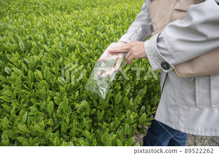 Tea picking 89522262