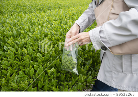 Tea picking 89522263