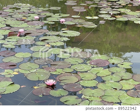 Hass flower floating on the water 89522342