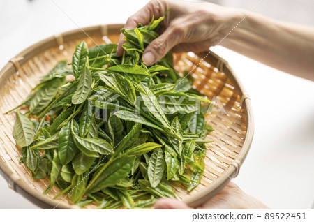 Yabukita tea, which is synonymous with Japanese tea 89522451