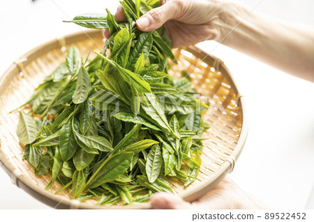 Yabukita tea, which is synonymous with Japanese tea Yabukita tea, which is synonymous with Japanese tea 89522452