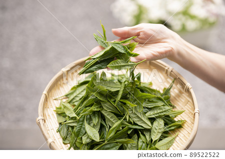 日本茶的代名詞藪北茶 日本茶的代名詞藪北茶 89522522