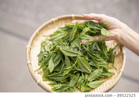 Yabukita tea, which is synonymous with Japanese tea Yabukita tea, which is synonymous with Japanese tea 89522525