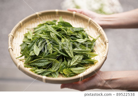 日本代詞藪北茶 89522538