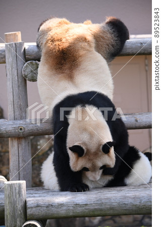 Good friend parent and child panda 89523843