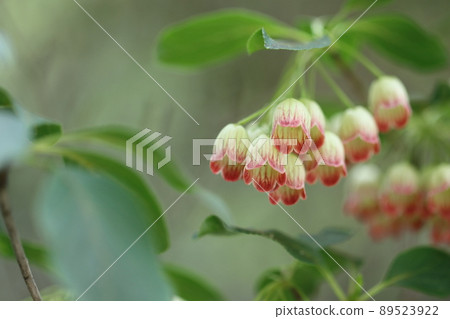 Salasa Doudin 89523922