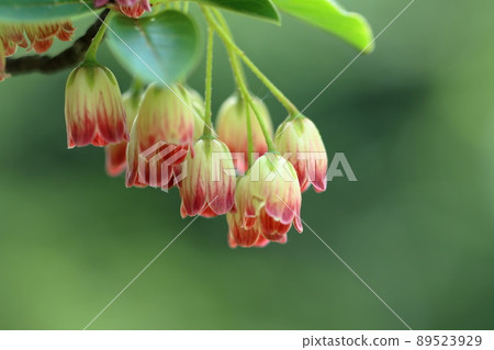 Salasa Doudin 89523929