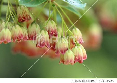 Salasa Doudin Salasa Doudin 89523930