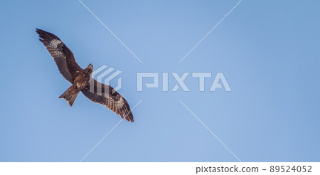 Black kite against clear blue sky. Black kite against clear blue sky. 89524052