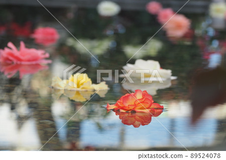 Tuberous begonias flowers floating on the water Tuberous begonias flowers floating on the water 89524078
