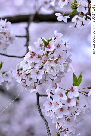 Yoshino cherry tree in Hirosaki Park (Hirosaki City, Aomori Prefecture) in full bloom 89524145