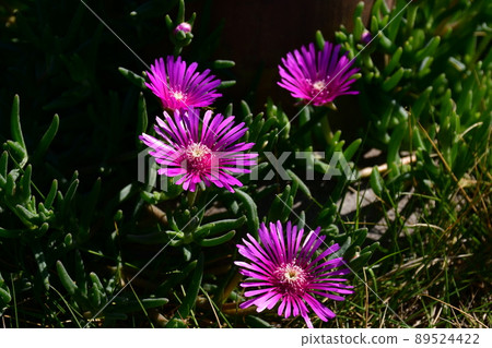 A bright flower whose name is unknown A bright flower whose name is unknown 89524422