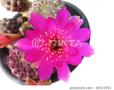 Lausie flower type difference Lausie flower type difference 89524761