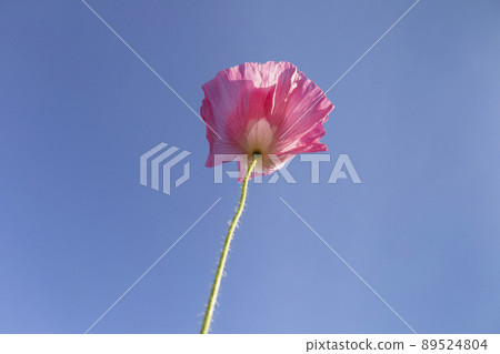 Hinagi's flower and blue sky 89524804