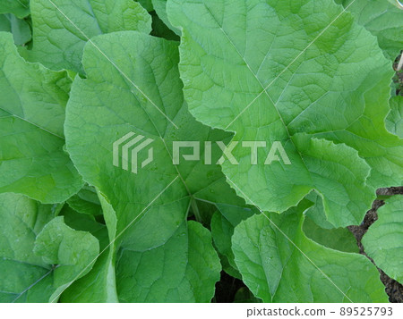 Burdock leaves 89525793