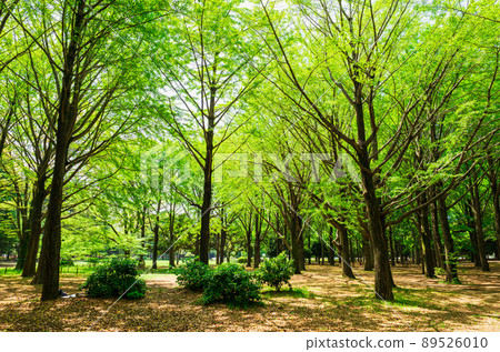 Fresh green Yoyogi Park 89526010