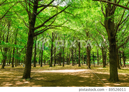 Fresh green Yoyogi Park Fresh green Yoyogi Park 89526011