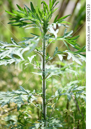 Early summer mugwort (Mugwort) 89526110