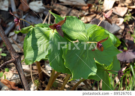 福島縣只見町恩蓮草花大葉 89526701