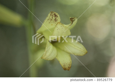 Ubayuri flower with broken tubular petals and visible stamens inside 89526779