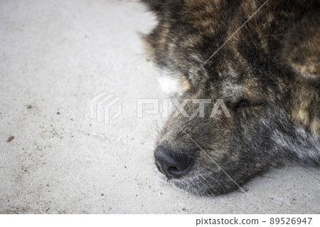 睡覺的黑虎毛秋田犬 睡覺的黑虎毛秋田犬 89526947