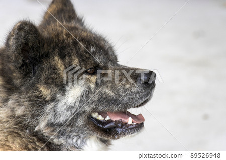 Akita dog with black tiger hair facing sideways Akita dog with black tiger hair facing sideways 89526948