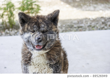 Akita dog with black tiger hair facing the front Akita dog with black tiger hair facing the front 89526949