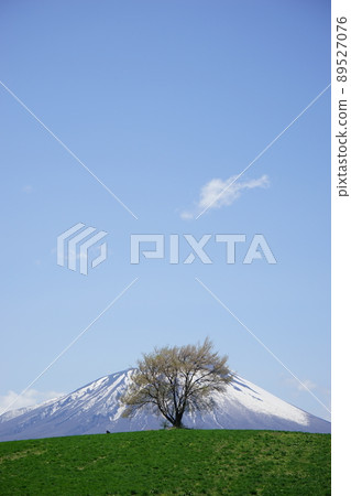 One cherry tree of triangle mountain 89527076