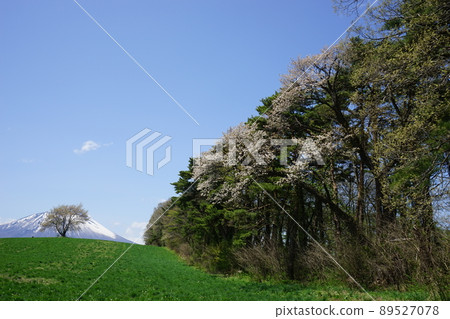 One cherry tree of triangle mountain 89527078