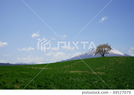 One cherry tree of triangle mountain 89527079