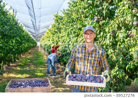 Man standing amongst plum trees with box full of plums Man standing amongst plum trees with box full of plums 89527276
