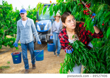 Farmers picking sweet cherries in fruit garden Farmers picking sweet cherries in fruit garden 89527406