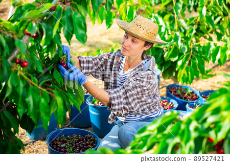 Focused female farmer is plucking a cherry tree while squatting Focused female farmer is plucking a cherry tree while squatting 89527421
